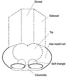 six aesthetic nasal segments